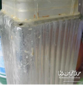 Colônia de kefir contaminado por moscas drosophila