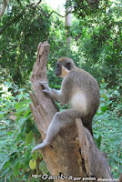 Gambia - Park Bijilo -zielona małpa   / green monkeys