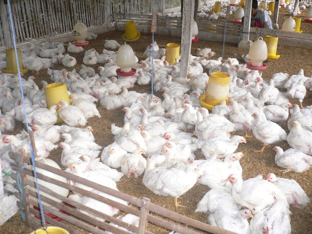 Cara Memelihara Ayam Potong yang Sehat Cara Memelihara Ayam Potong yang Sehat
