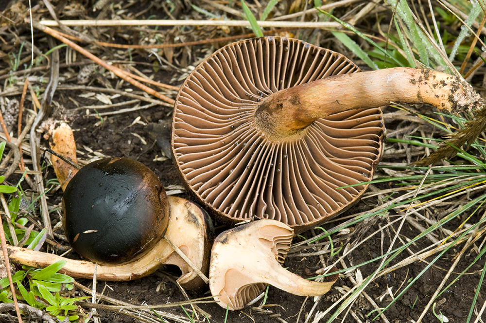 Hawaii+Edible+Mushrooms ... : Foraging for Wild, Natural, Organic Food: Mushrooms in Hawaii