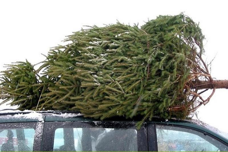 seed to feed me how to keep your cut christmas tree seed to feed me how to keep your cut christmas tree