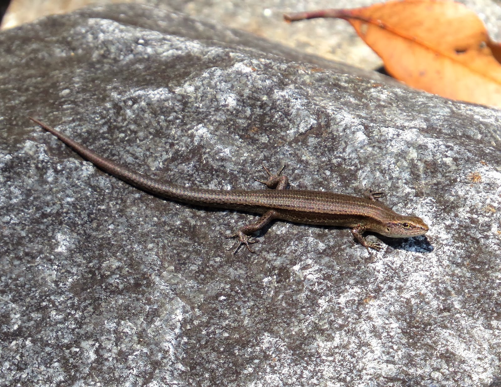 Reptiles of Southeast Queensland