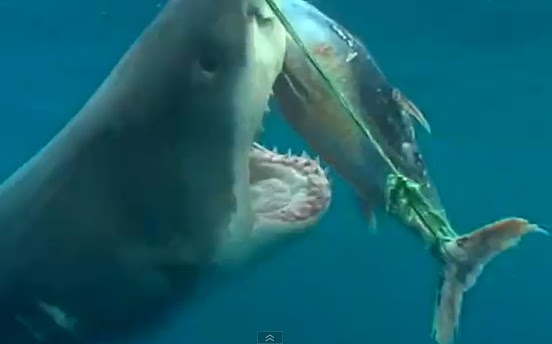 tuna+tunas+white+shark+sharks+video+vide