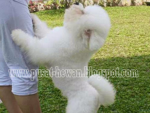 Pusat Hewan Pusat Jual Anjing Ras Terbaru Di Indonesia Bichon Frise