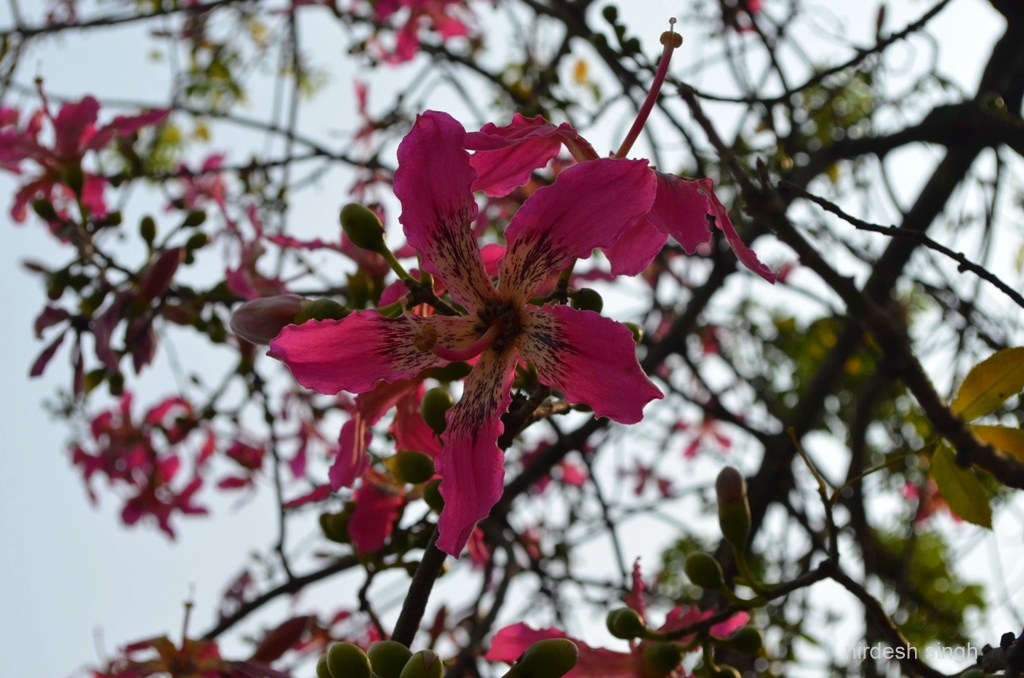 Just Tripping! Pink Paradise in New Delhi Floss Silk Flowers