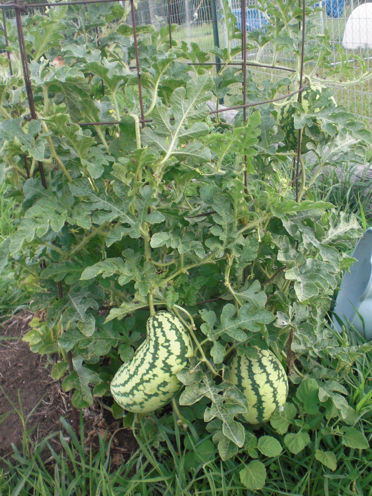 Jenn in The Country Saving Space Growing Watermelon Vertically