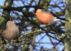 Courting Bullfinches