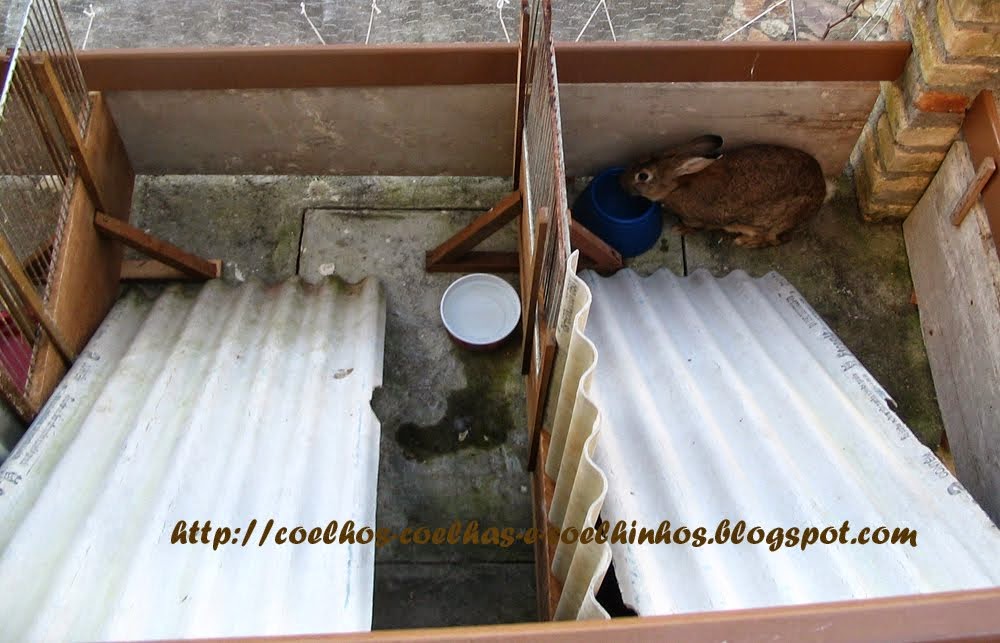 proteção para coelhos