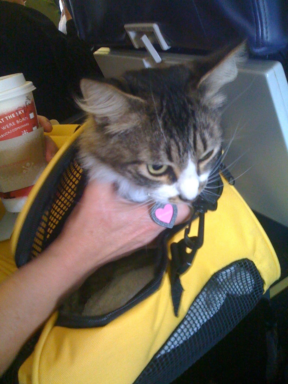 Southwest Airlines Pet Travel Carrier Rules (and Picture).