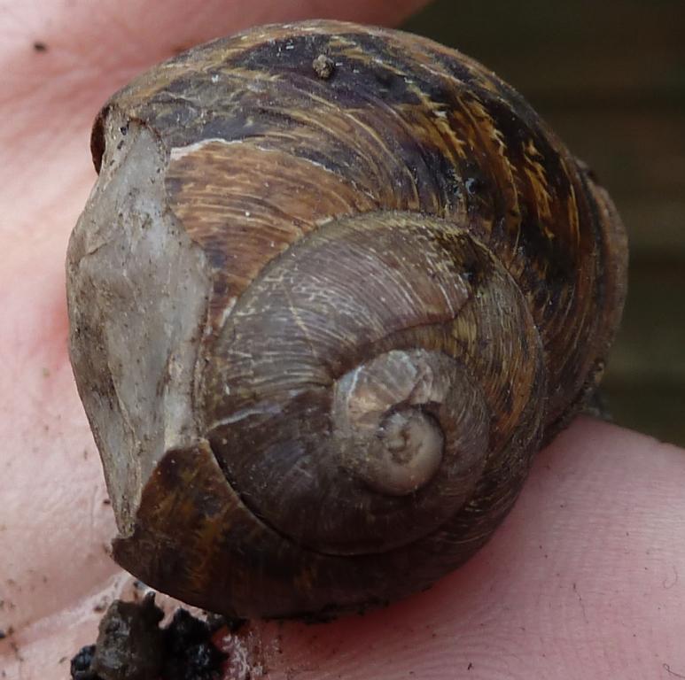 Dave Hubble's ecology spot Snails reaching the crunchpoint