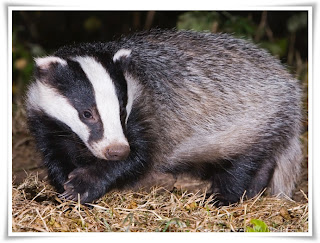 Badger Animal Pictures