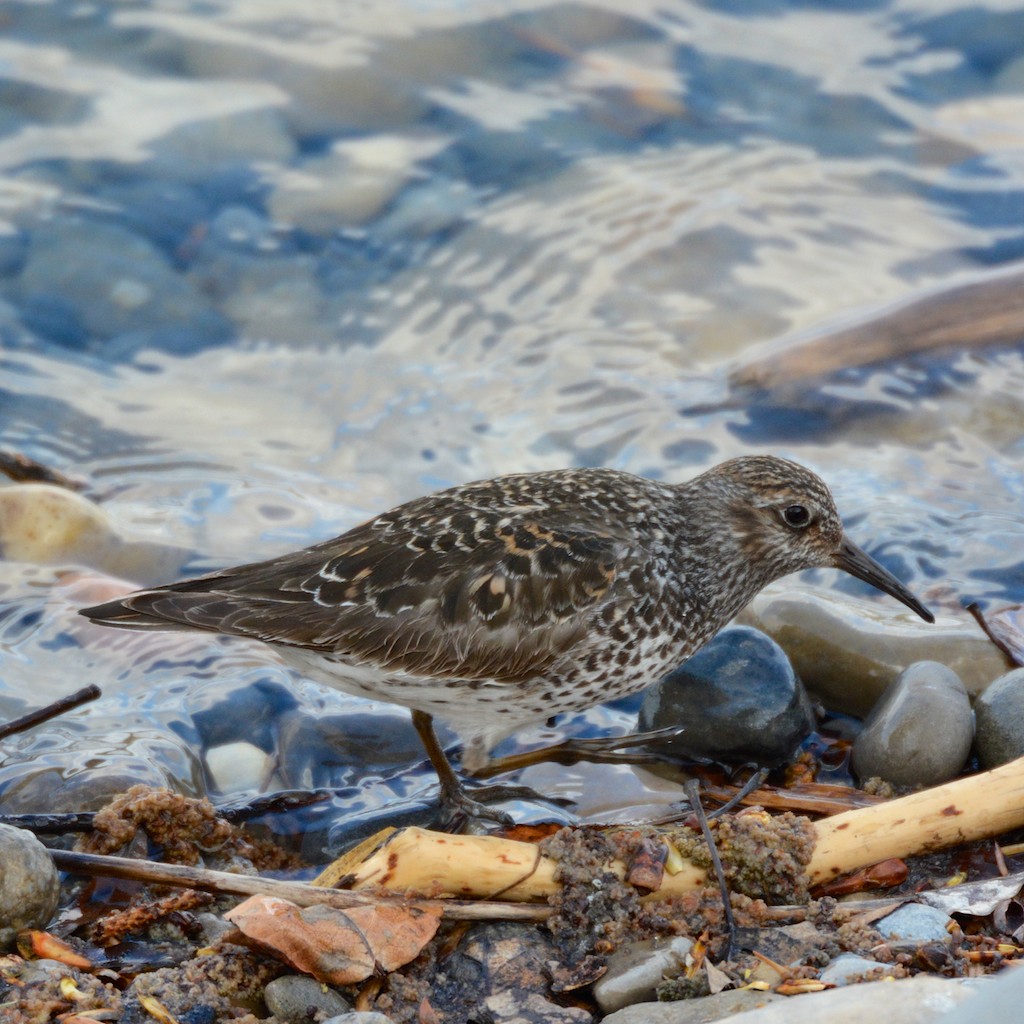 A Calgary Birder MegaRarity Purple Sandpiper at Inglewood Bird Sanctuary