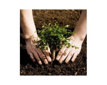 Grow more trees easy essay picture