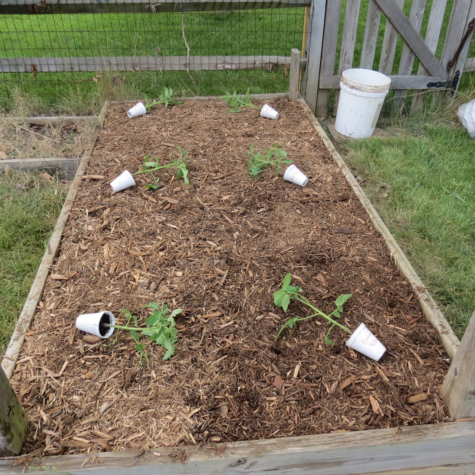 The Rusted Vegetable Garden