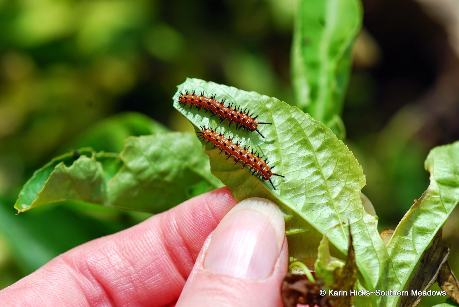 two variegated fritillary caterpillars on passion vine