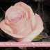 Happy international womens day (8 March 2012) III