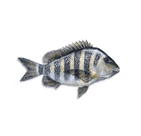 are sheepshead fish good eating are sheepshead fish good eating