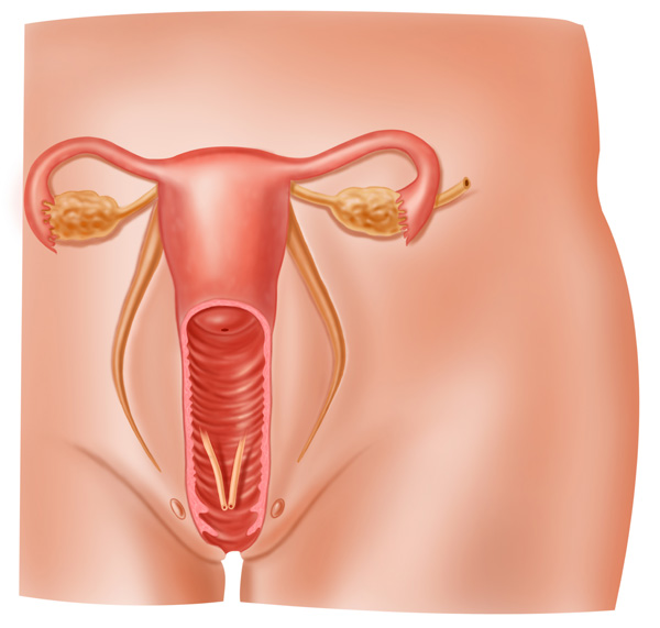 Menopausia y Ginecología Geriátrica