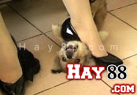 Lại một teen girl khoe 'thành tích' dẫm chết cún cưng Lại một teen girl khoe 'thành tích' dẫm chết cún cưng