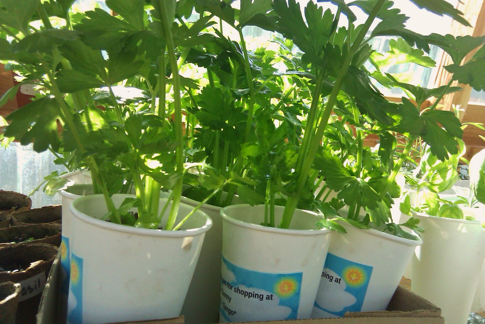 Seed to Feed Me HOW TO GROW GIANT CELERY FROM SEED