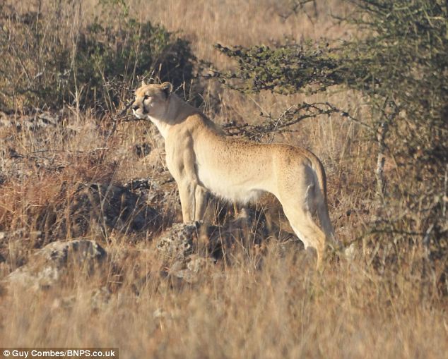 White Wolf Rare cheetah without traditional markings sighted in wild