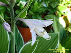 Hosta fortunei