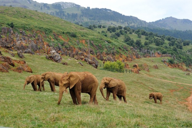 Trabajar en el zoo Asociación ibérica de zoos y acuarios (AIZA)