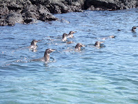 Galapagos Penguins Swimming in the Humboldt Current