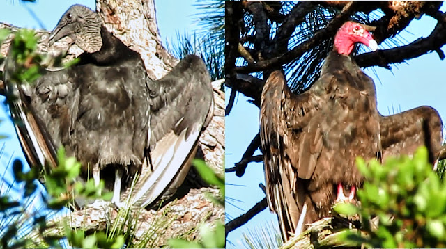 Black Vulture and Turkey Vulture Preening