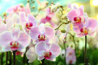 Watering Orchid Plants