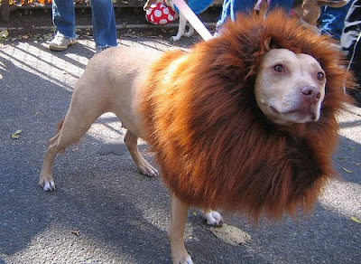 12 Creative and Unusual Dog Costumes (12) 12