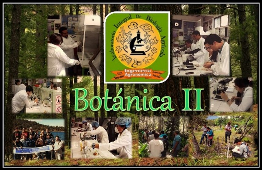 Botánica II