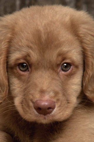 Mobile Phones Wallpaper