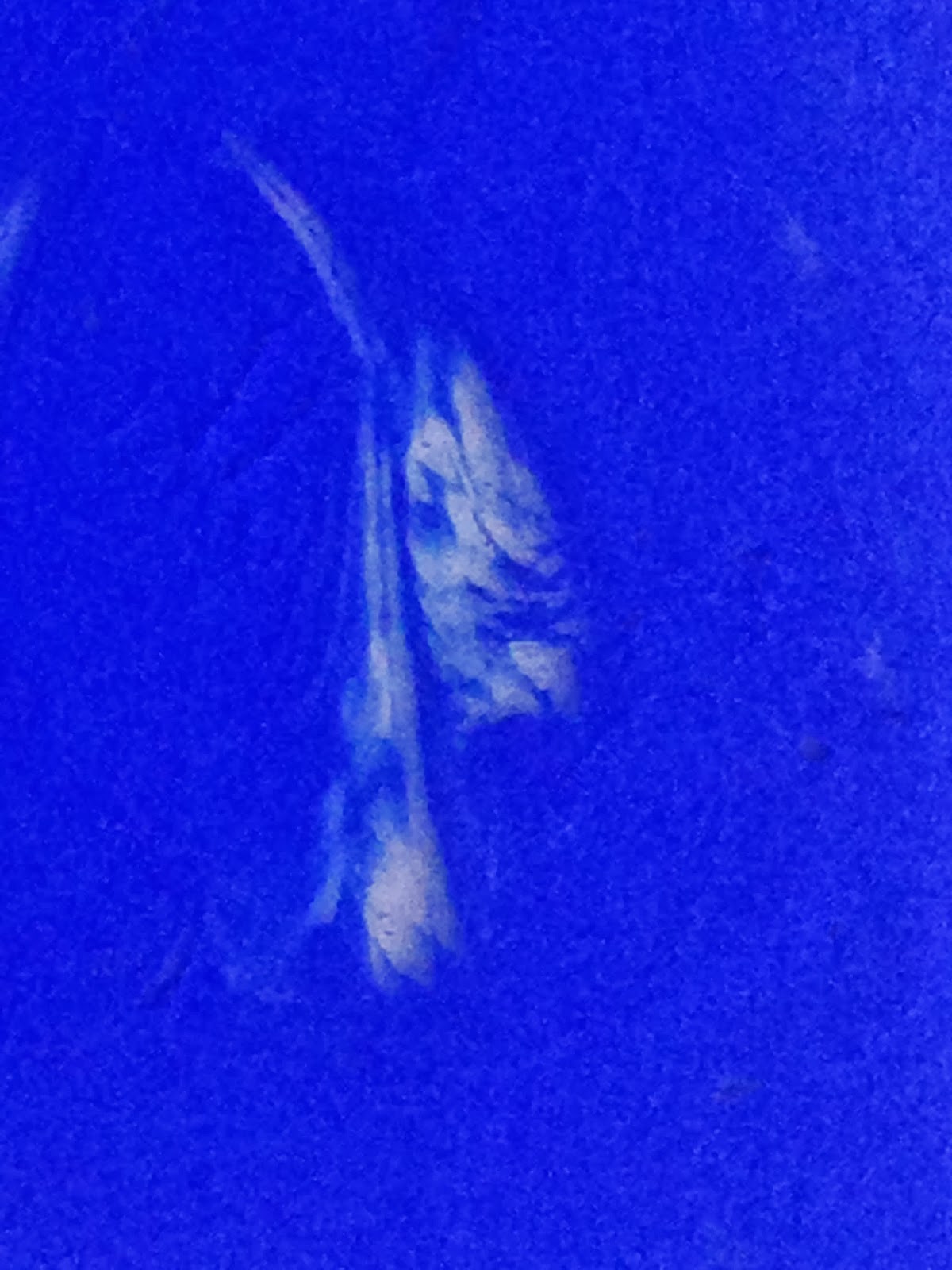 How To, How Hard, and How Much Paint on Elmer's Glue Worth It?