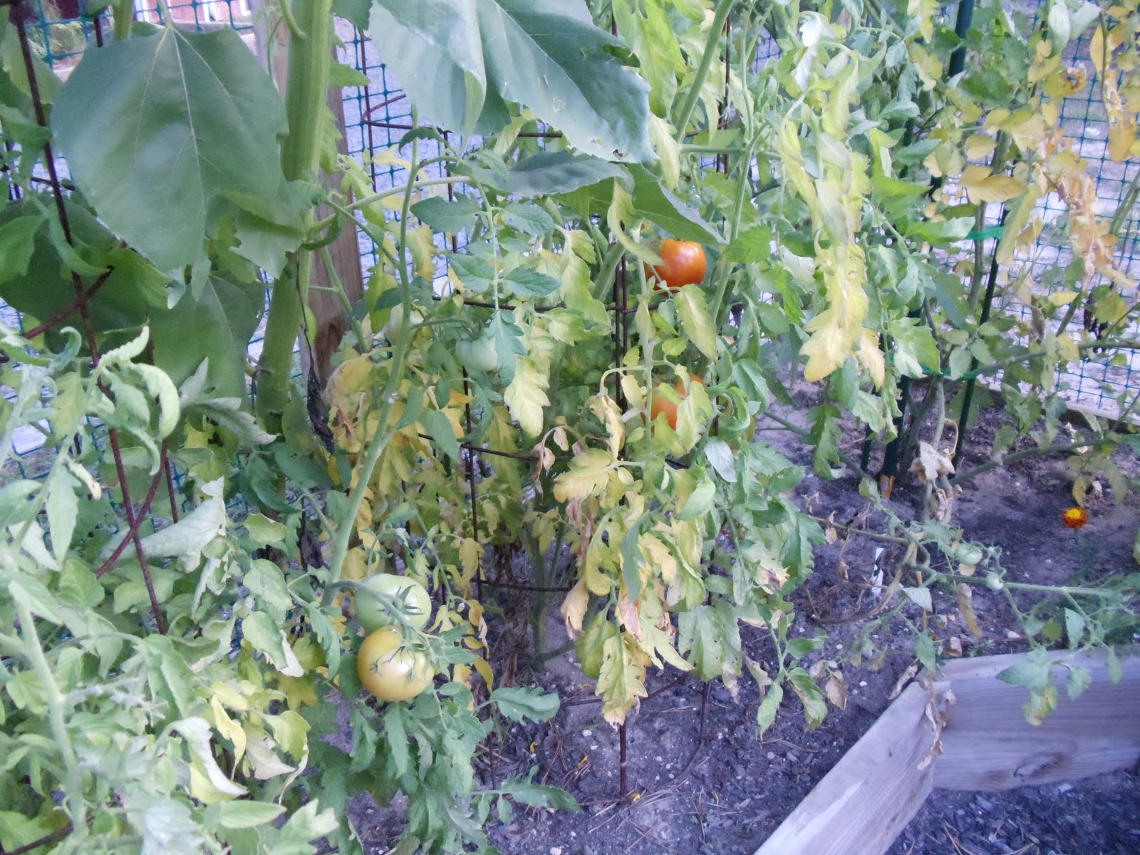 Debbie�s Potager Hits and Misses