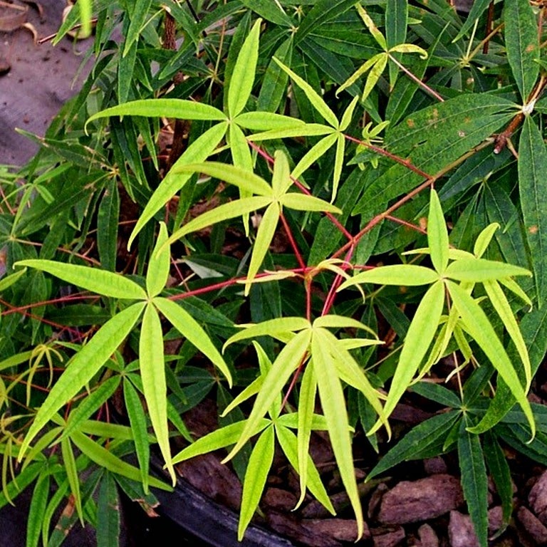 Fruit Bearing Tree Stock Photos Fruit Bearing Tree Stock Images