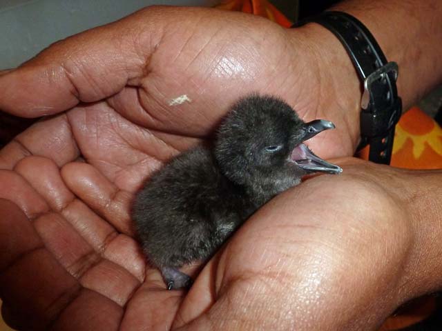 These two cuties are baby little blue penguins that I photographed