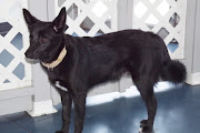 Here is a body shot of Onyx Vudu. Granted, this was after daycare, . (dogs )