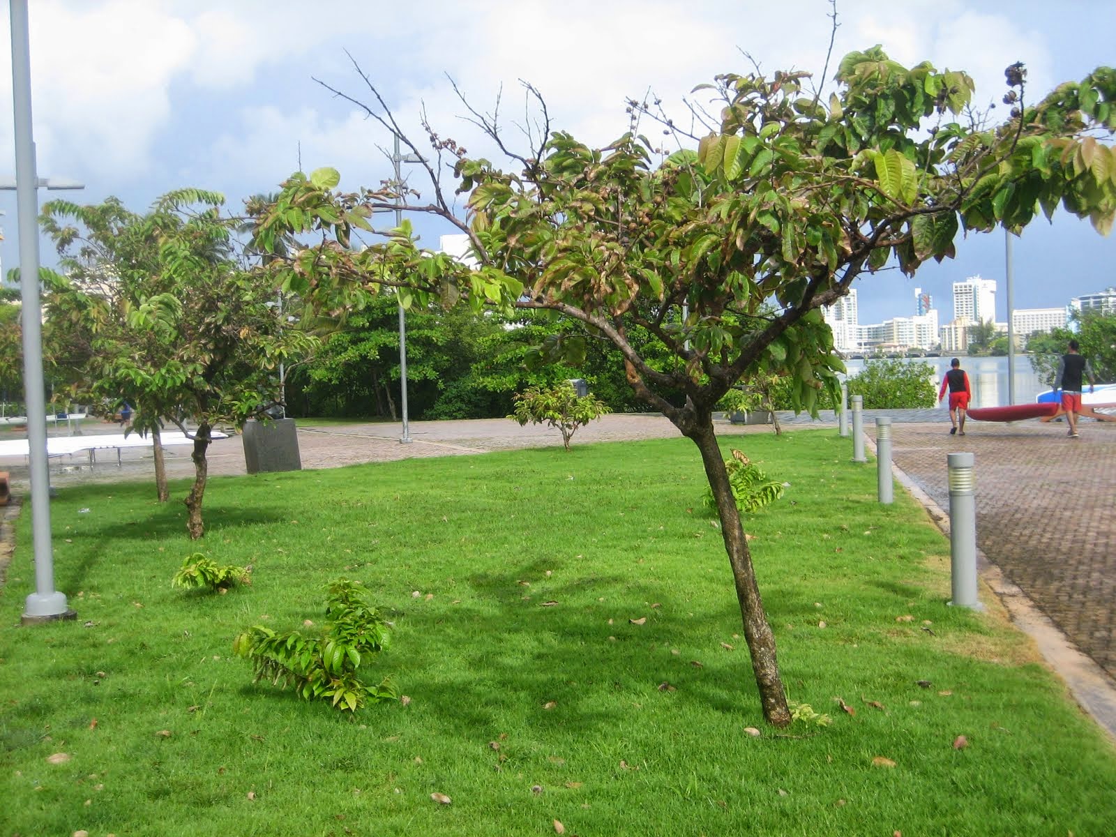 THEM FOOLS PLANTED LAGERSTROMIA