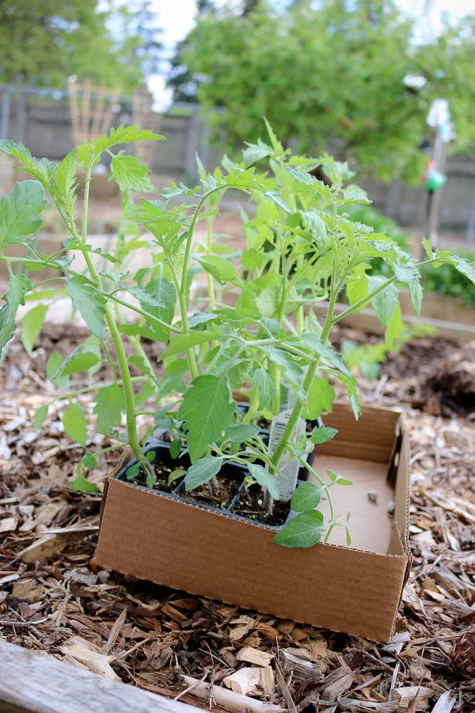 How to plant tomatoes like a pro Collecting the Moments