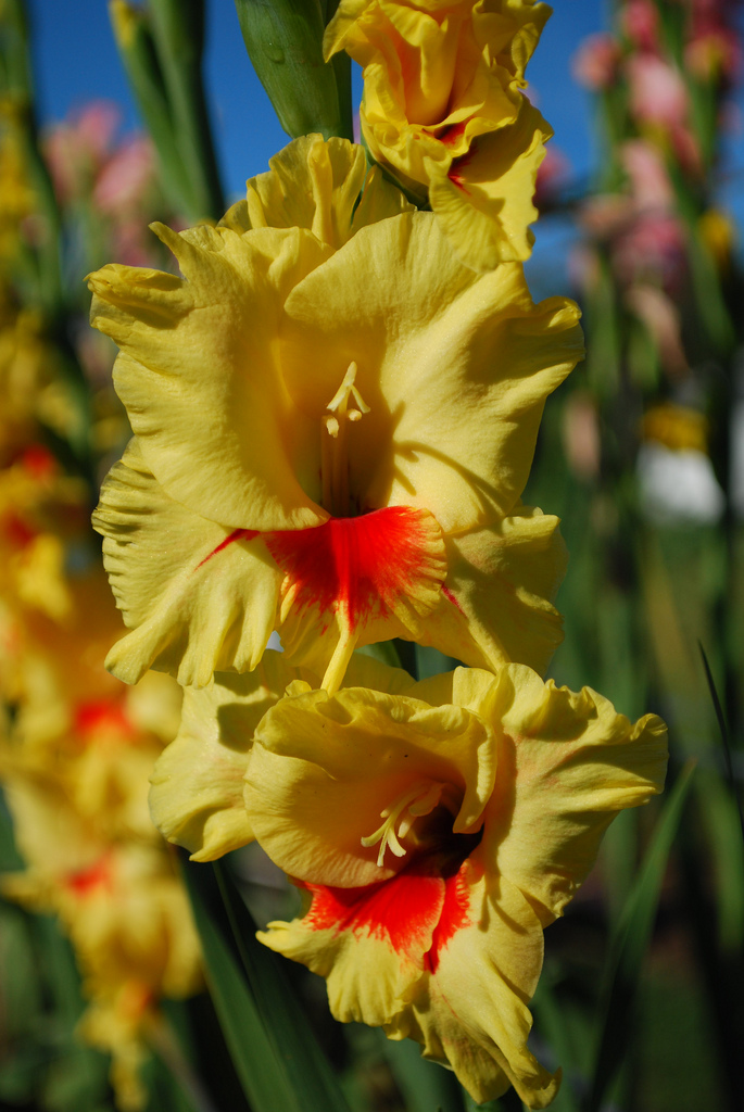 Seeds For Sale Online GLADIOLUS bulbs for sale