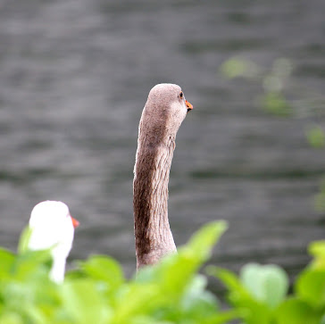 la photo du 5 août 2011 (1164)