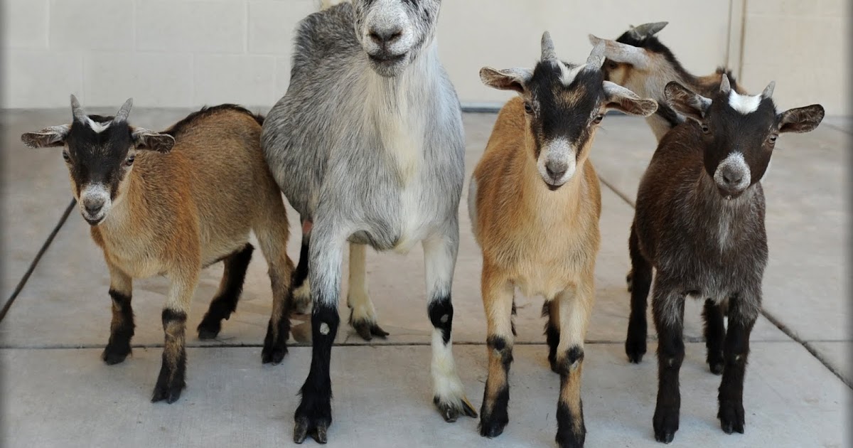 Nevada SPCA Animal Rescue Miss Oreo & her 4 Pygmy goat babies are now