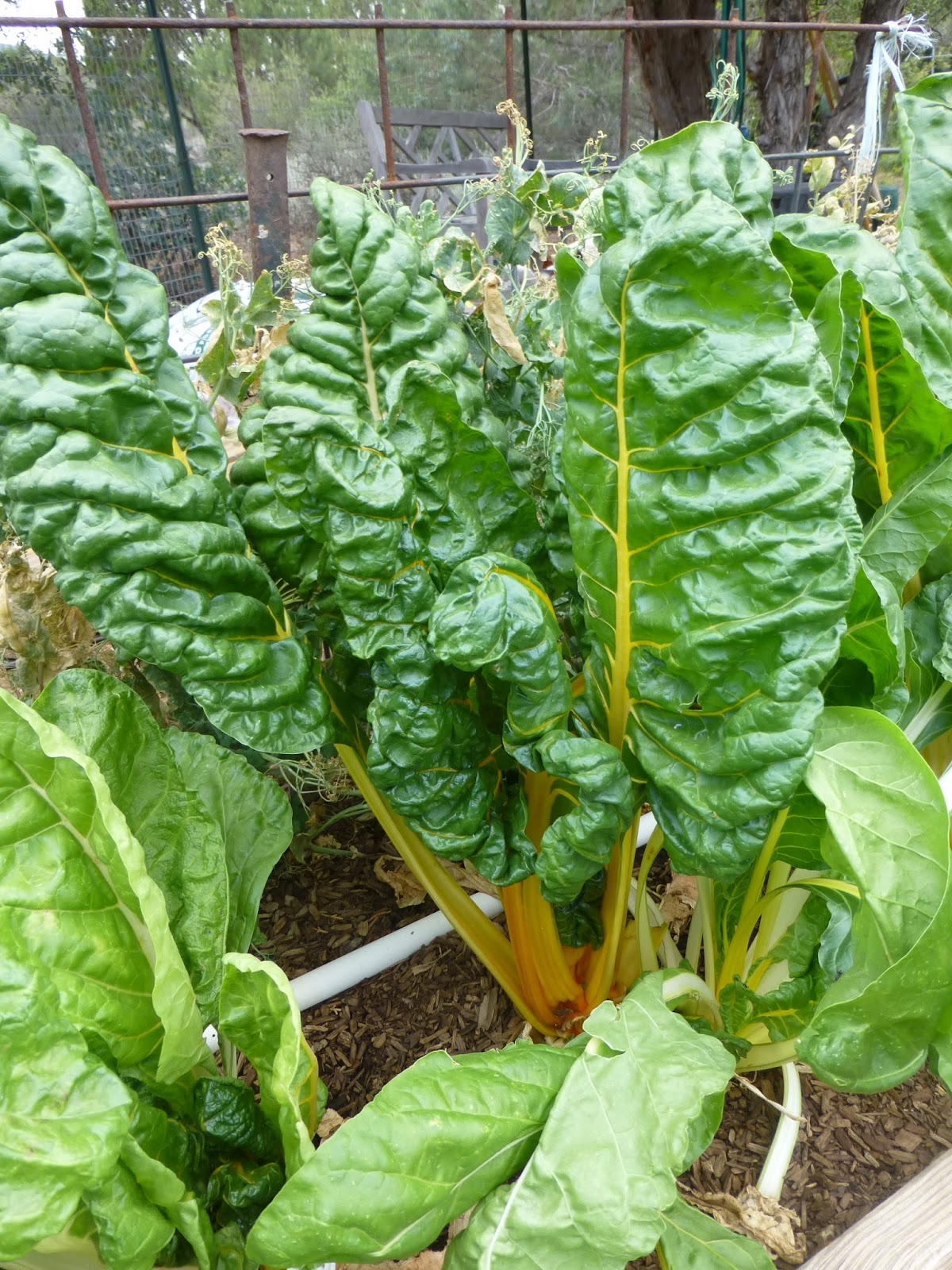 Growing Organic Swiss Chard Planting Guide, Harvesting, & Recipes