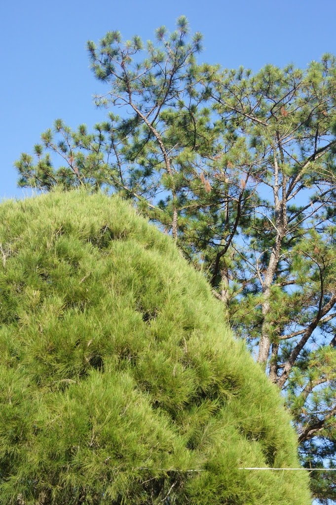 OUR PHILIPPINE TREES PMA Pines