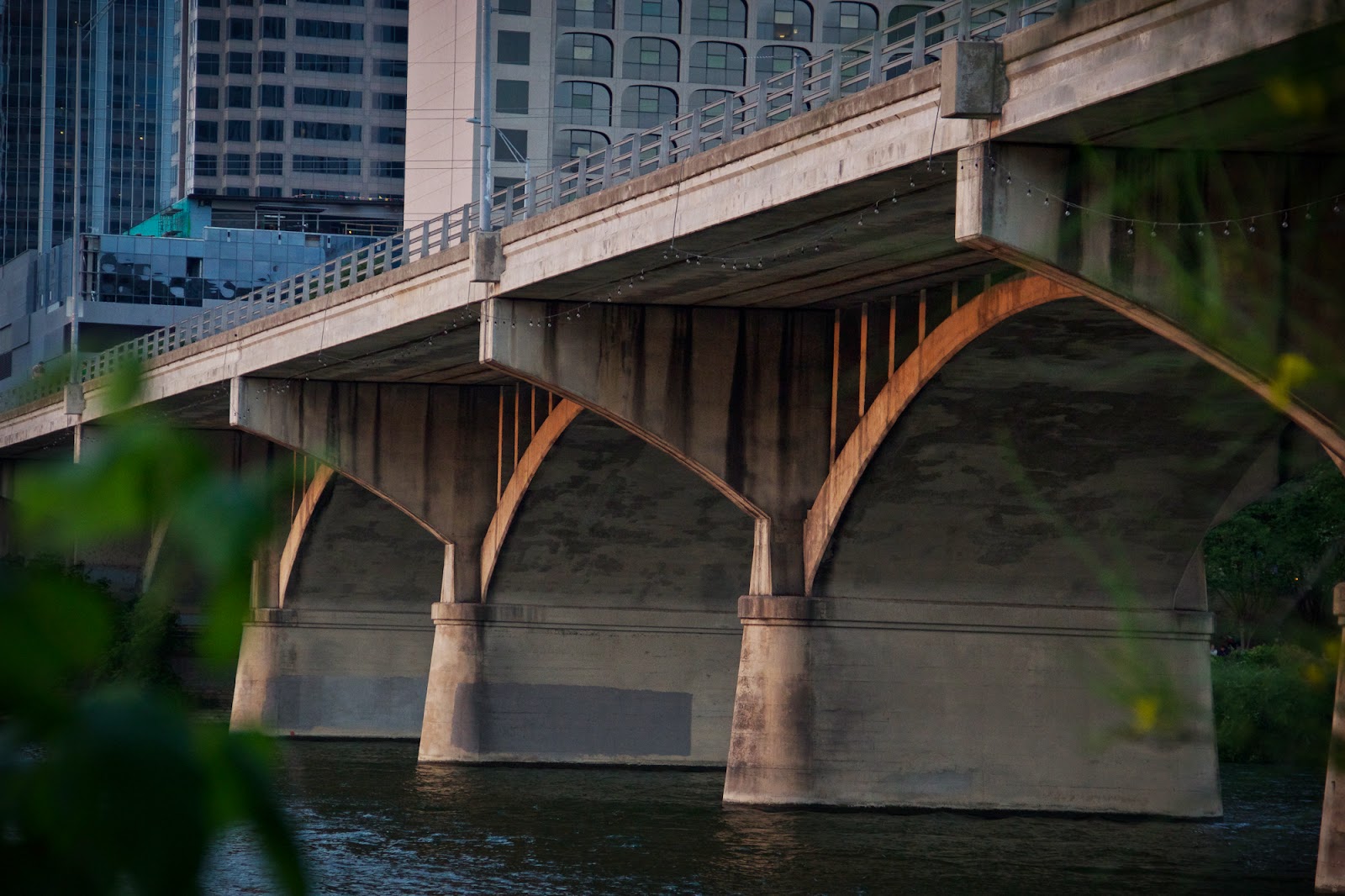 Feather Tailed Stories Bats Under the Congress Avenue Bridge