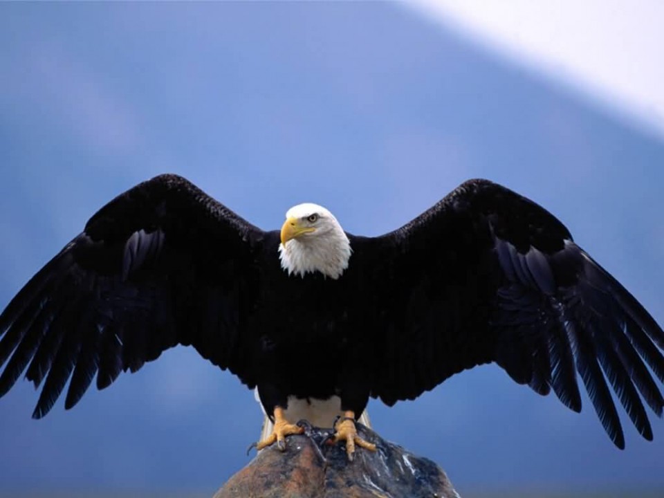 Download Gambar Burung Elang