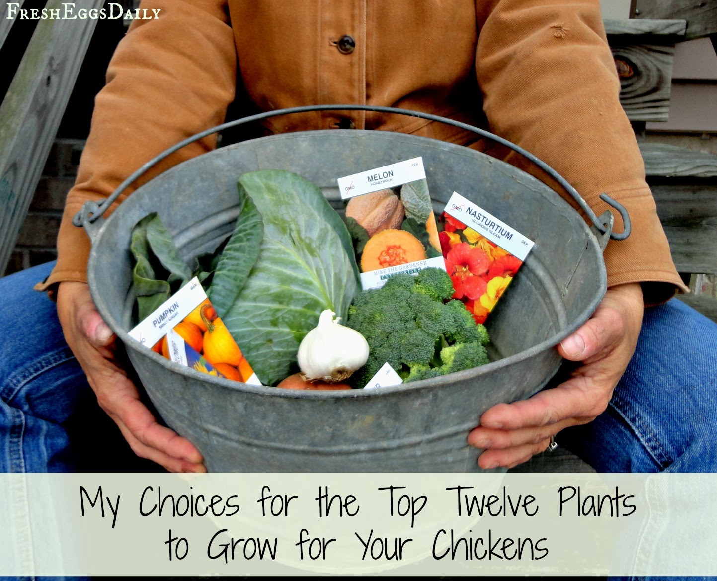 My Top Twelve Plants to Grow for Chickens Fresh Eggs Daily® Bloglovin’