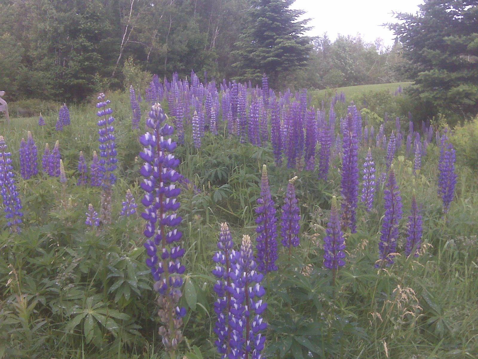 Louise Penny June 2011