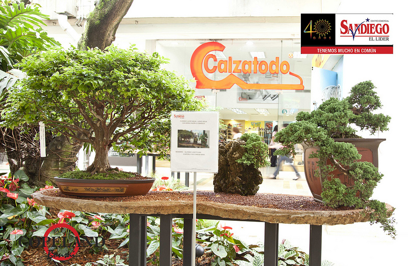 BONSAI COLOMBIA Expo Bonsai Medellin.